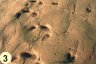 Ipolytarnóci őslábnyomok - <em>Prehistoric footprints at Ipolytarnóc</em>