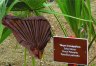 Jelenkori pálmalevél és a lenyomat - <em>Recent palm leaves and a fossil imprint</em>