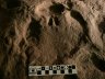 orrszarvú nyomba lépett szarvas nyoma - <em>Deer footprint inside the rhinoceros footprint</em>